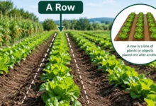 What Is a Row